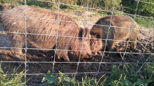 oplotenie systémov výstavba jeleních fariem komplexný servis oplotenie veľkých plôch Poľsko