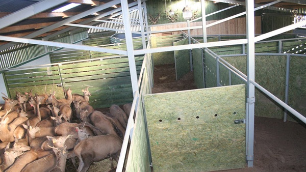 oplotenie systémov výstavba jeleních fariem komplexný servis oplotenie veľkých plôch Poľsko