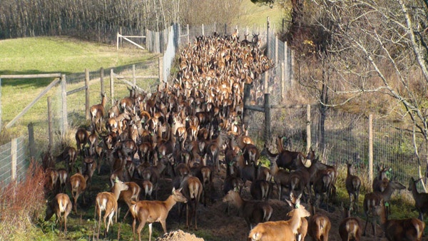 oplotenie systémov výstavba jeleních fariem komplexný servis oplotenie veľkých plôch Poľsko