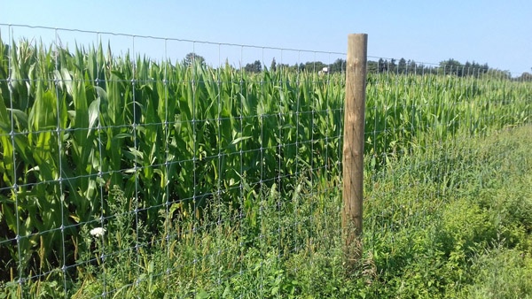 oplotenie systémov výstavba jeleních fariem komplexný servis oplotenie veľkých plôch Poľsko