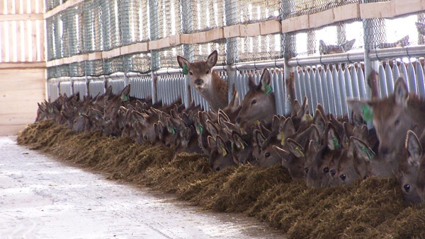 oplotenie systémov výstavba jeleních fariem komplexný servis oplotenie veľkých plôch Poľsko