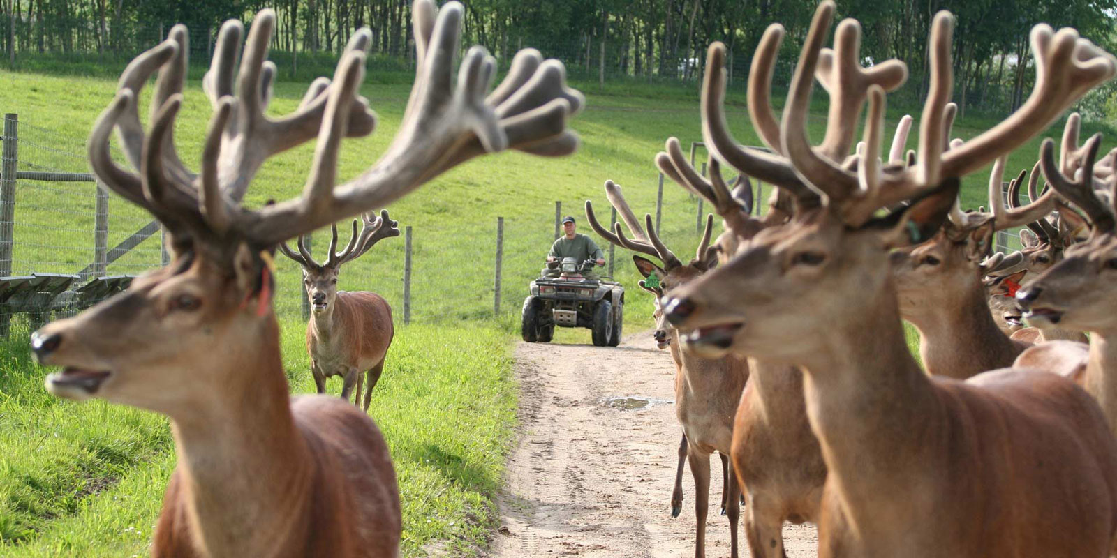oplotenie systémov výstavba jeleních fariem komplexný servis oplotenie veľkých plôch Poľsko
