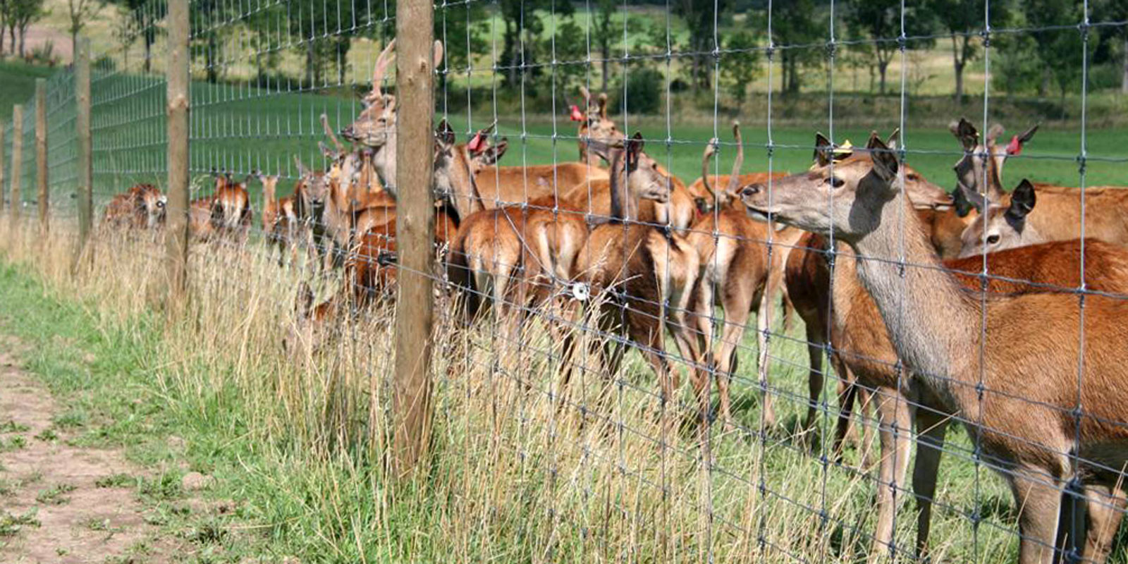 oplotenie systémov výstavba jeleních fariem komplexný servis oplotenie veľkých plôch Poľsko