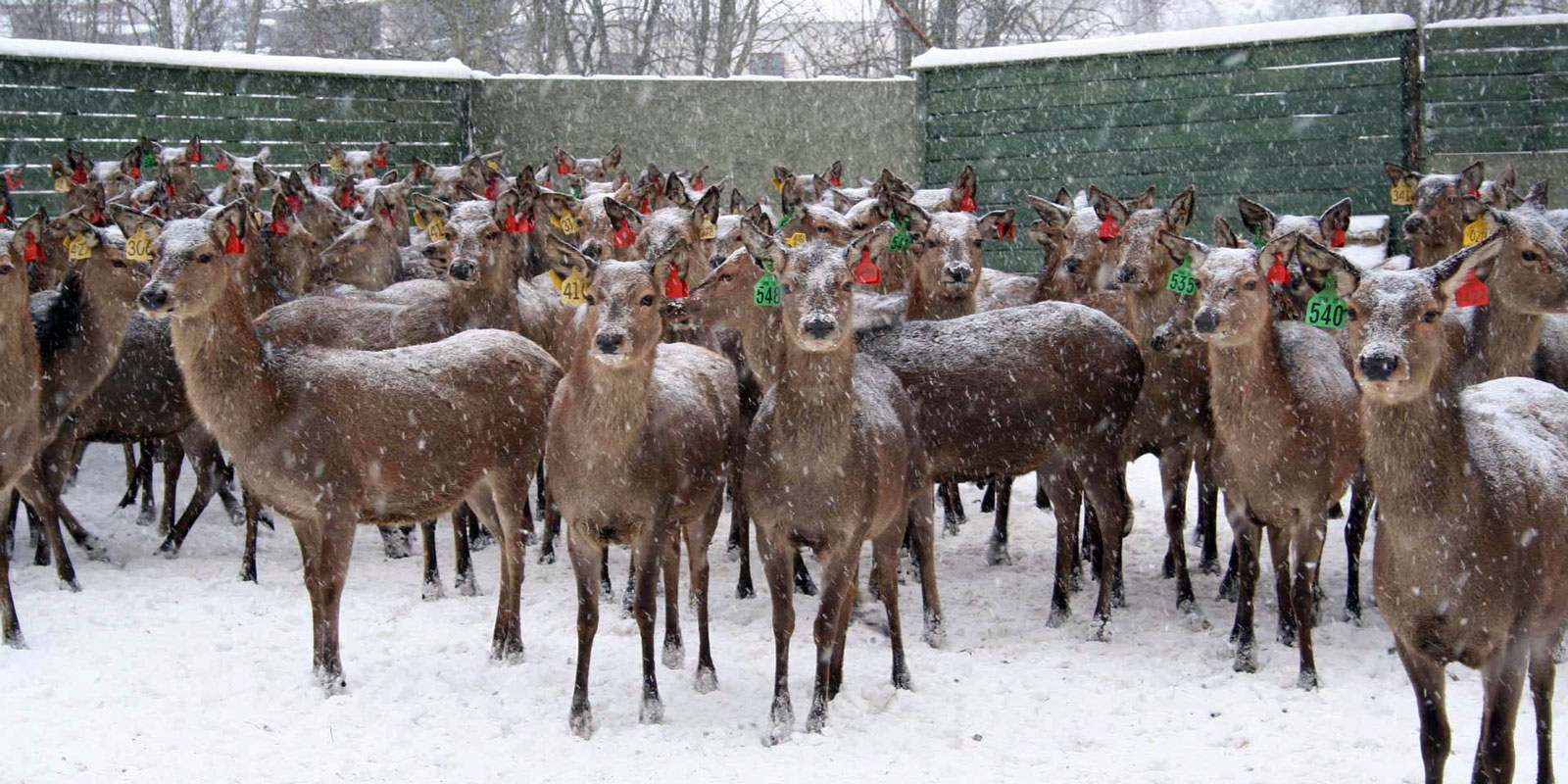 oplotenie systémov výstavba jeleních fariem komplexný servis oplotenie veľkých plôch Poľsko